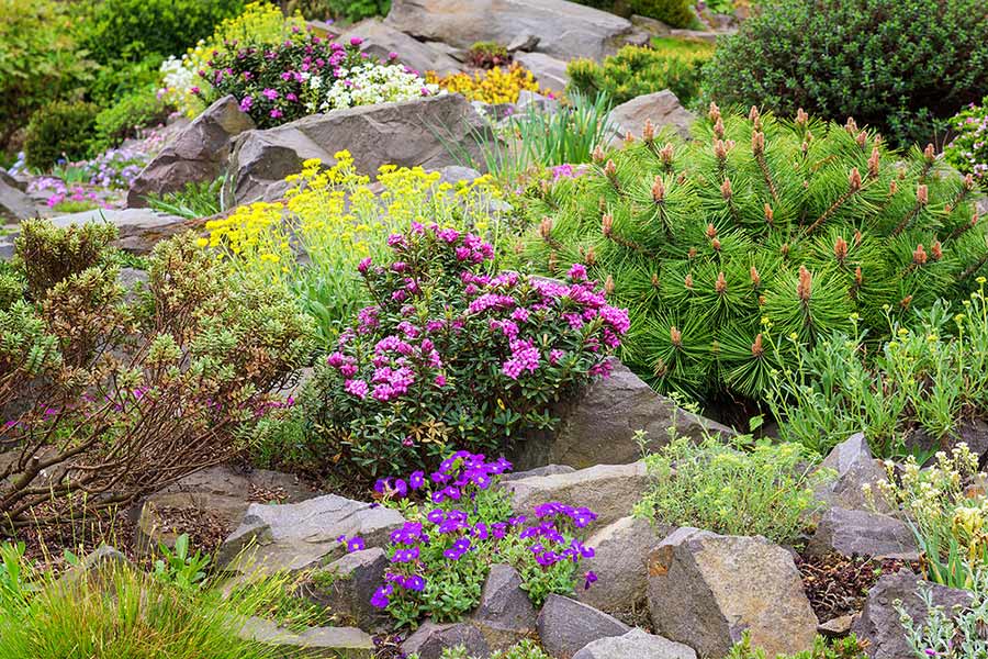 Large mature garden rockery